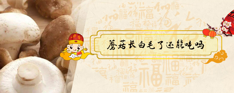 蘑菇長白毛了還能吃嗎