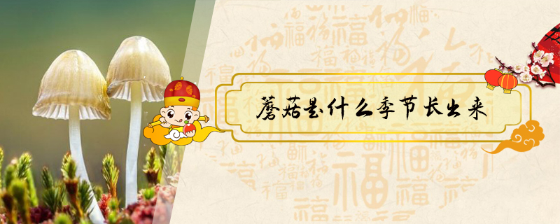 蘑菇是什么季節(jié)長(zhǎng)出來