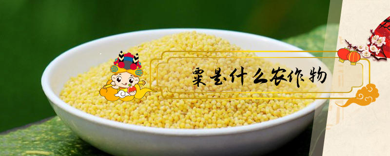 粟是什么農作物