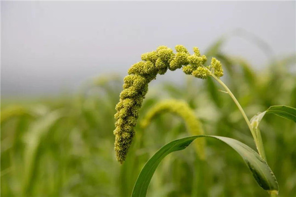 粟是什么農作物