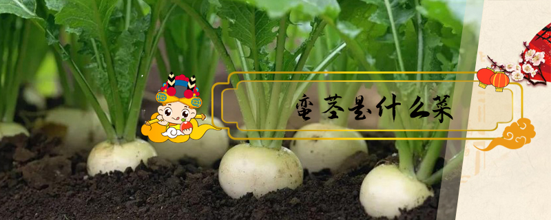 蠻莖是什么菜