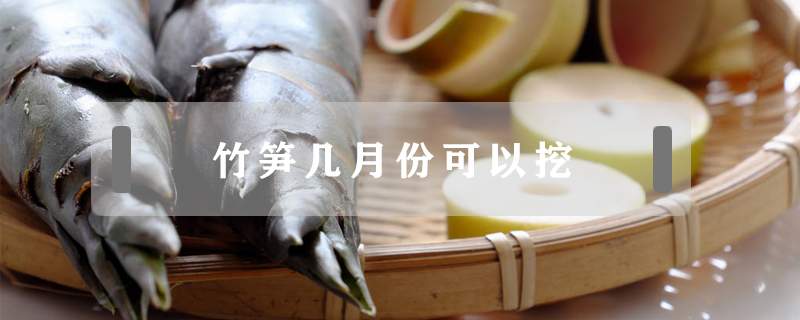 竹筍幾月份可以挖