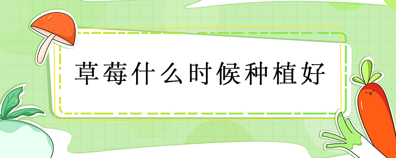 草莓什么時(shí)候種植好
