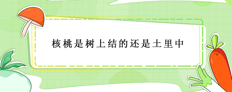 核桃是樹上結(jié)的還是土里中