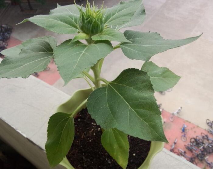 新手必知：盆栽向日葵的種植方法